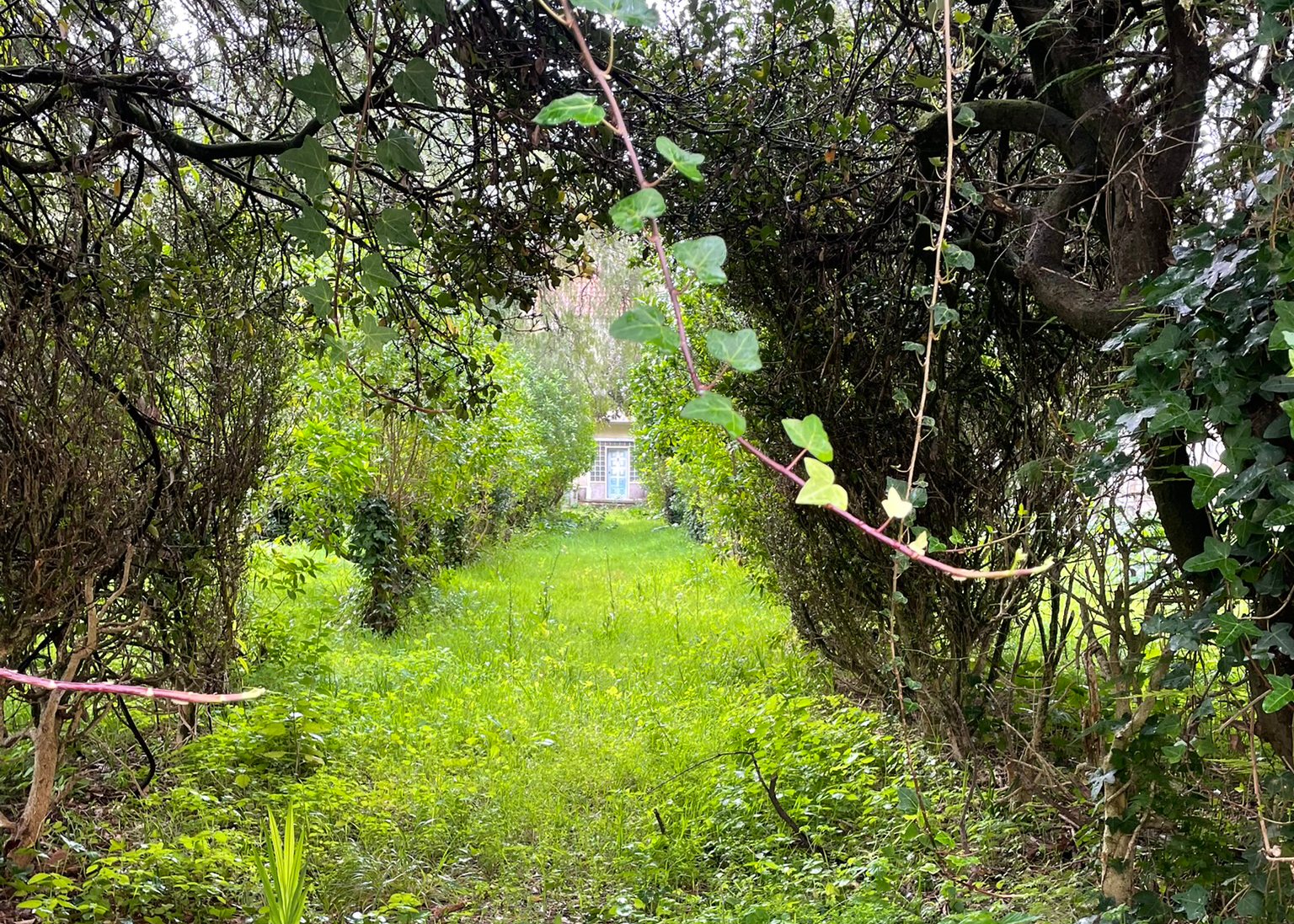 Abandoned path of a Garden